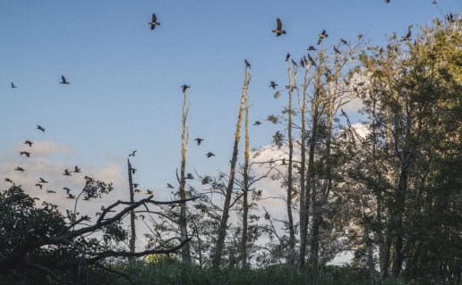 13_Kormoranu kol_1.jpg